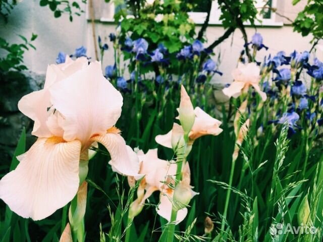Ирис сибирский ирис злаковидный (разные сорта)