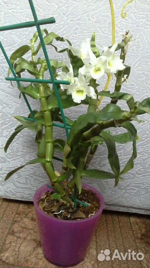 Орхидея дендробиум