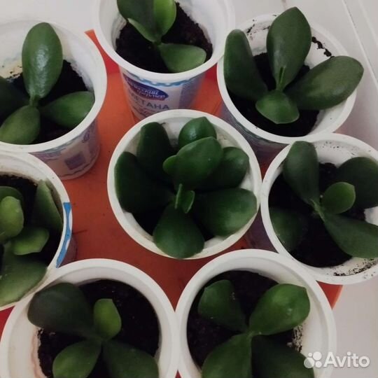 Комнатные цветы