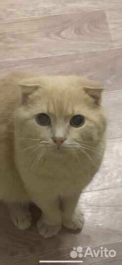 Кот в добрые руки