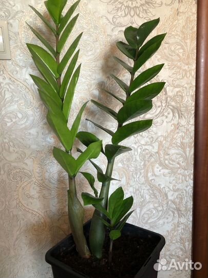 Замиокулькас