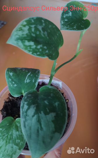 Комнатные цветы