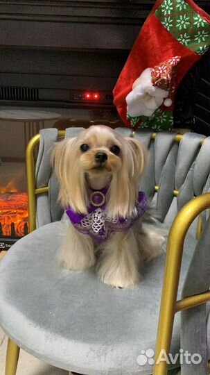 Стрижка йорков