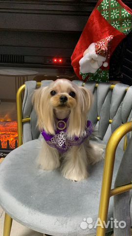 Стрижка йорков