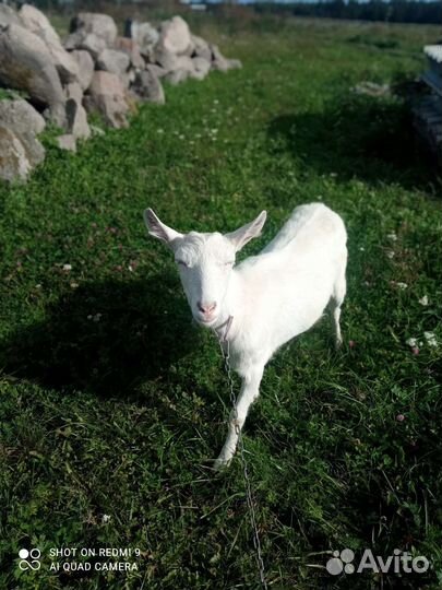 Зааненская козы