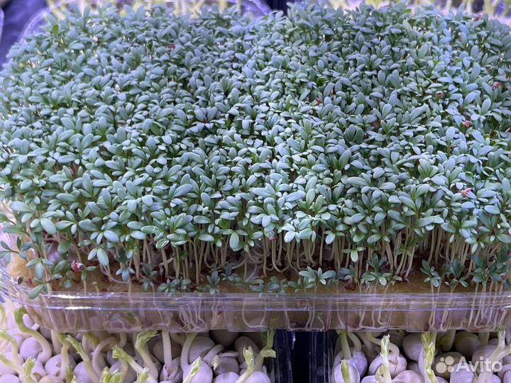 Микрозелень Кресс-Салат