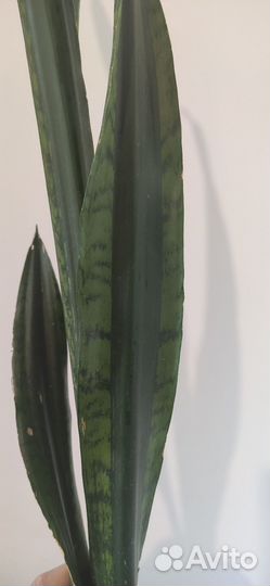 Сансевиерии