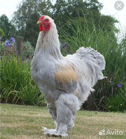 Петух брама колумбийская