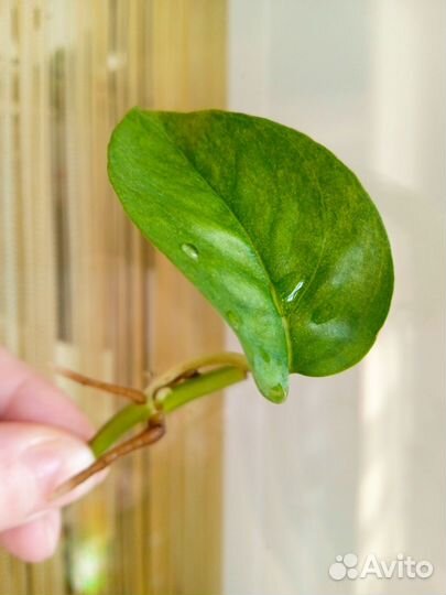 Эпипремнум pinnatum Mint variegata