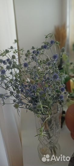 Букет чертополоха