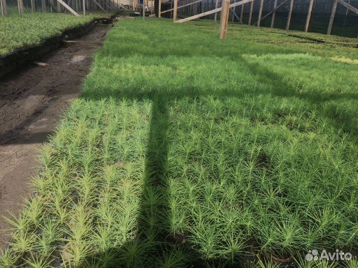 Саженцы сосны зкс — 2х-летка