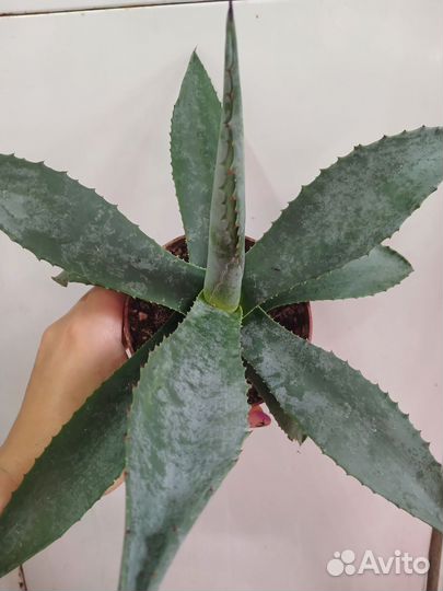 Агава голубая