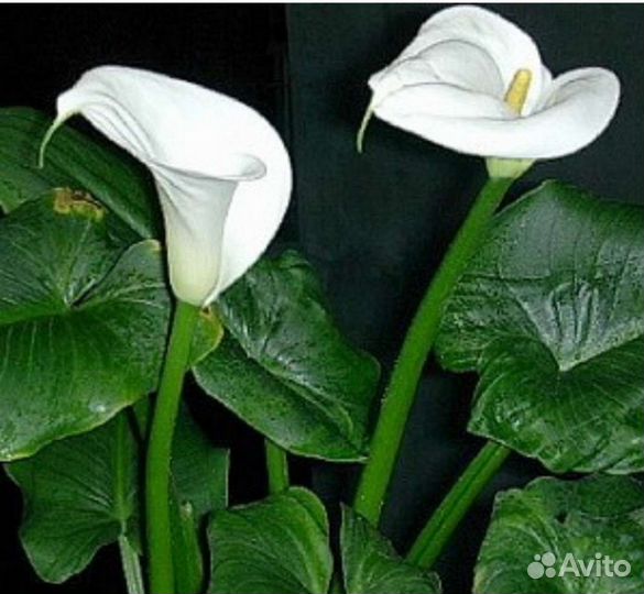 Калла домашняя