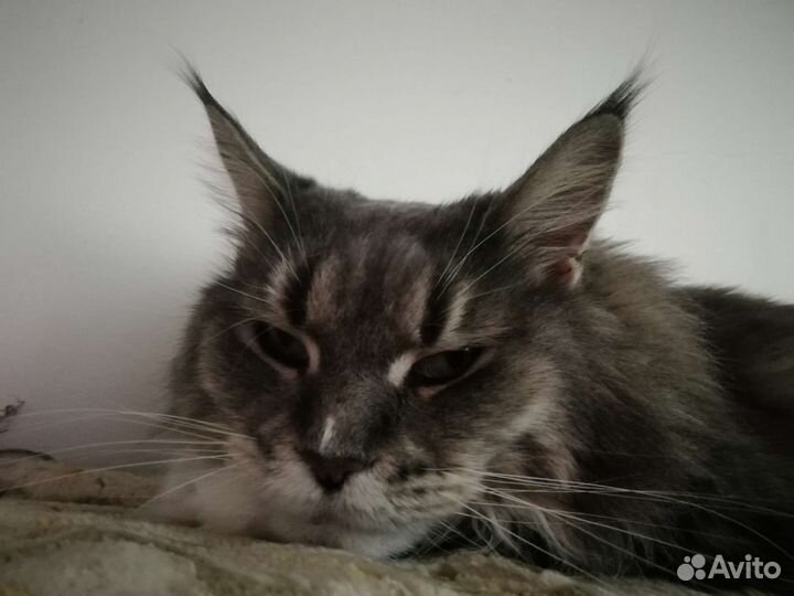 Кошка мейн-кун в дар