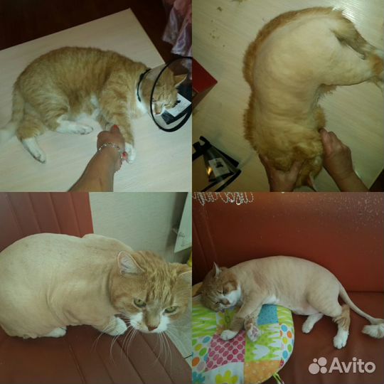 В отпуске. Стрижка котов. Груминг домаш.животных