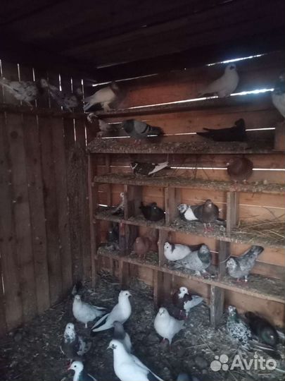 Бойные голуби