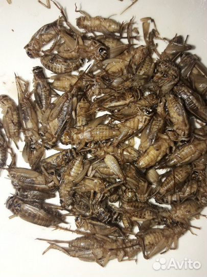 Зофобас, сверчок, саранча, бражник, мучник