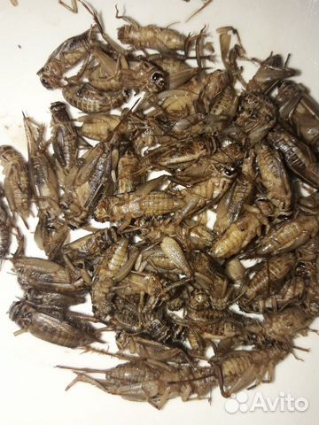 Зофобас, сверчок, саранча, бражник, мучник