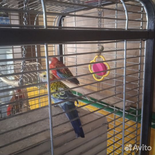 Попугаи Розелла пестрая пара