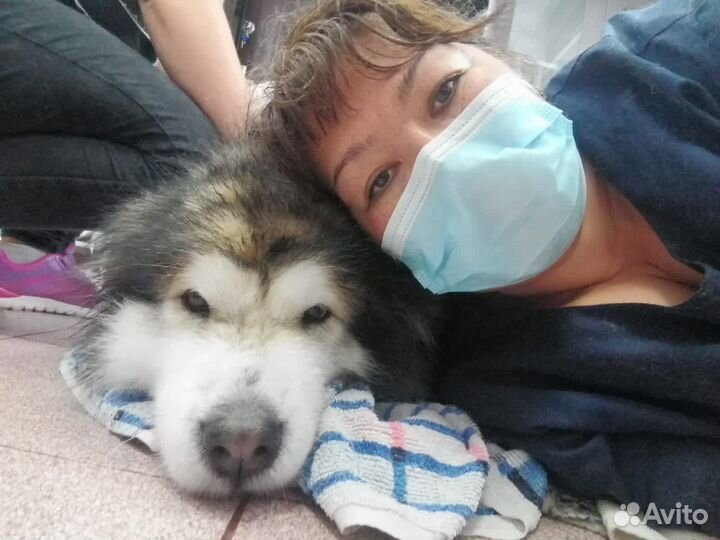 Стрижка собак и кошек. Комплексные процедуры