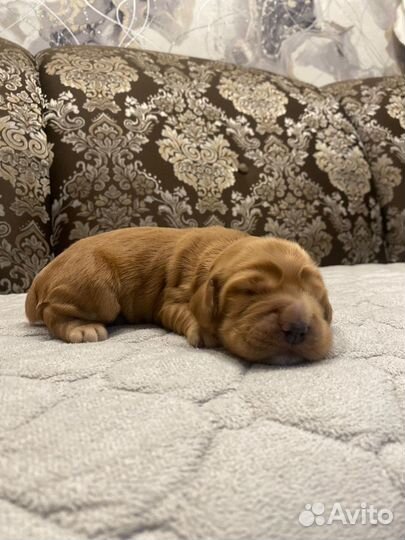 Кокер спаниель