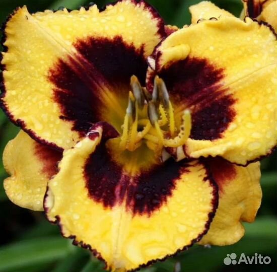 Лилейник Пампкин Бандит