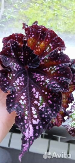 Бегония декоративно-лиственная