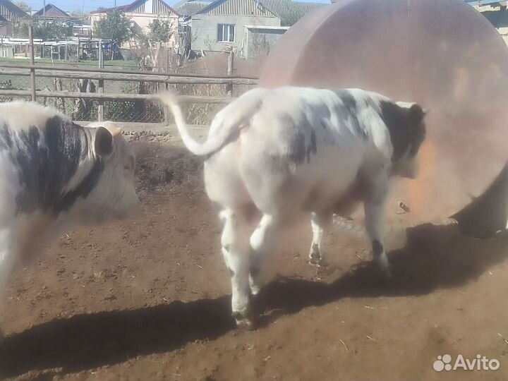 Бычки на племя