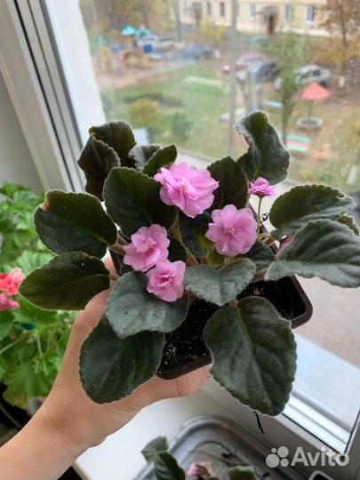 Фиалка цветущая