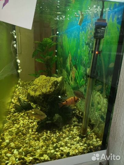 Аквариум с рыбками цихлидами на 250 литров