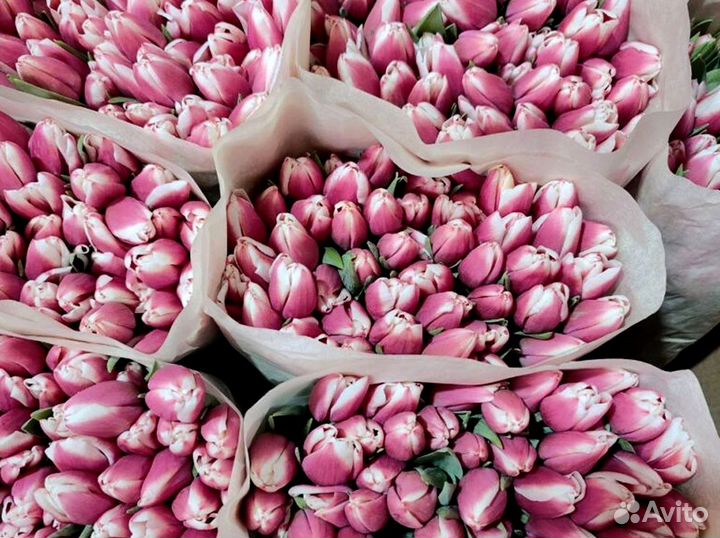 Тюльпаны оптом от производителя