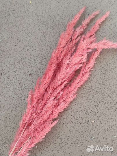 Сухоцвет вейник