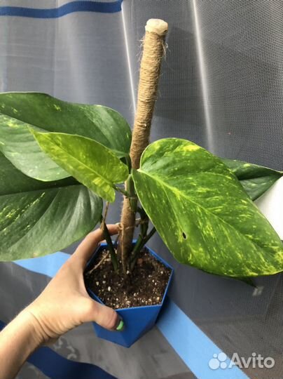 Эпипремнум хвост дракона