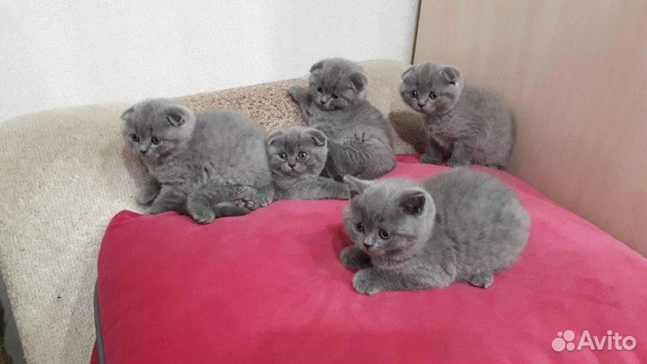 Вислоухие и прямоухие котята с документами