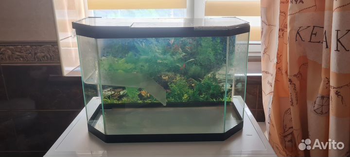 Аквариум для красноухой черепахи