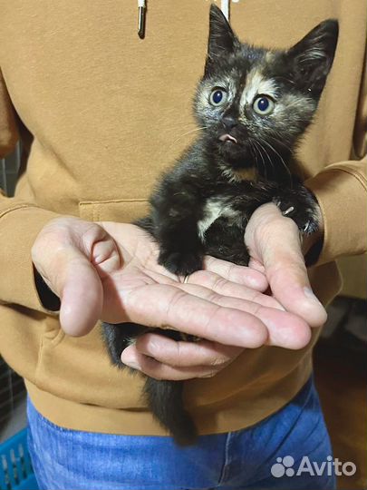 Котенок ласковый (девочка) в добрые руки