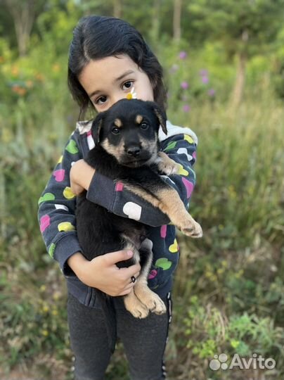 Щенок мальчик