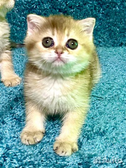 Котята золотые шиншиллы
