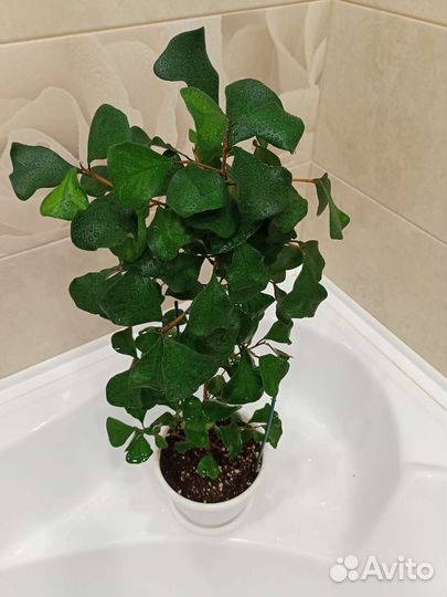 Продам цветы комнатные