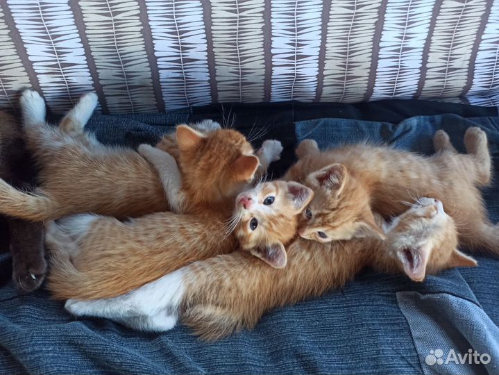 Котята в добрые руки