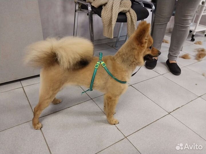 Стрижка собак и кошек