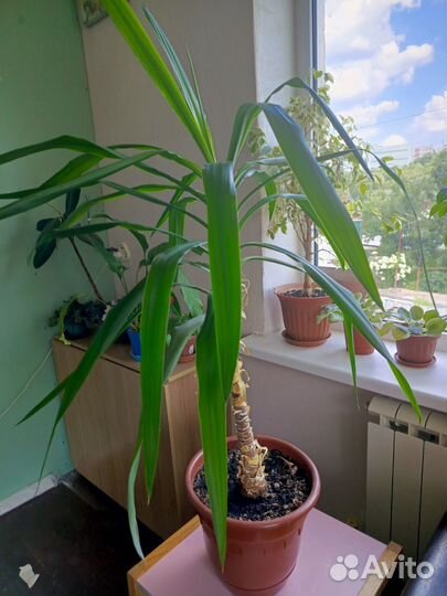 Продам комнатное растение Юкка 3-хлетка