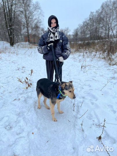 Собака в добрые руки