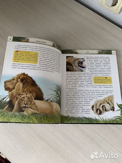 Энциклопедия дикие кошки