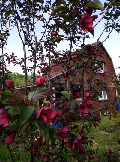 Дом 50 м² на участке 12 сот.