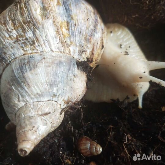 Улитки ахатины бесплатно