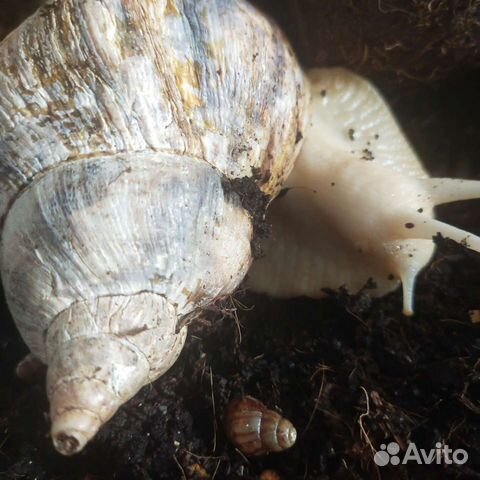 Улитки ахатины бесплатно