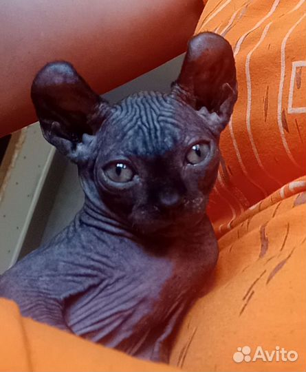 Котята эльфы