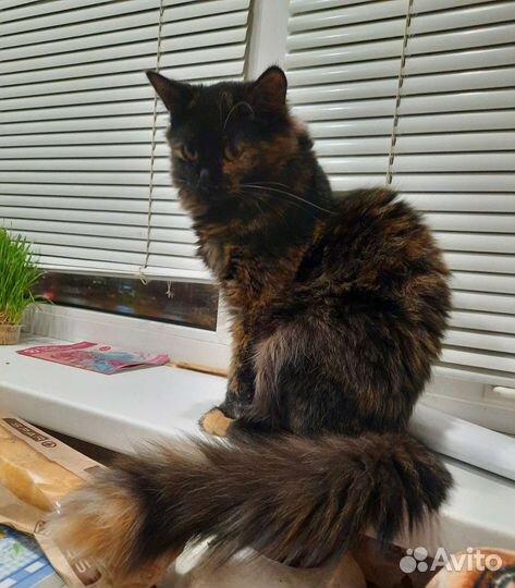 Подкрадульная кошка