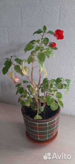 Горшки керамические с комнатными растениями